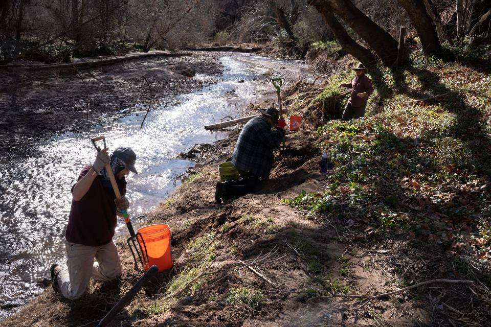 Eric Everts (from left), Billy Beach and Neil Pearson remove vinca from the banks of Aravaipa Creek on Feb. 4, 2023 at Aravaipa Canyon Preserve in Klondyke, Arizona.