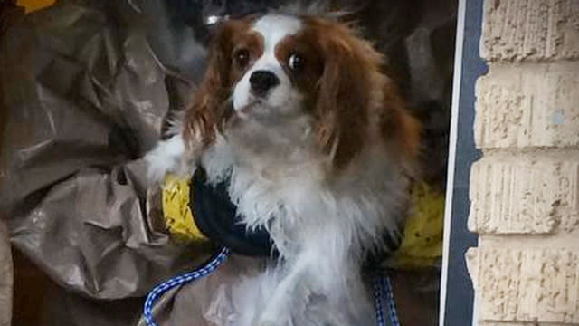 The dog belonging to the Dallas nurse infected with Ebola has been moved to quarantine in a decommissioned naval base. Nina Pham was happy to hear Bentley was doing just fine. Jane Pauley reports.