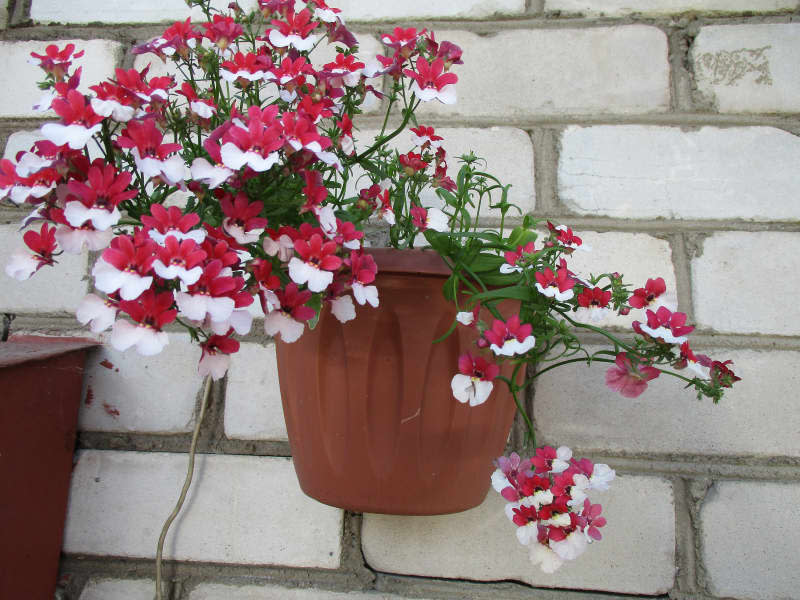 Nemesia flower blooms in pot.