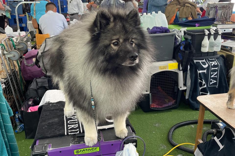 A keeshond stands at grooming table at Westminster Dog Show