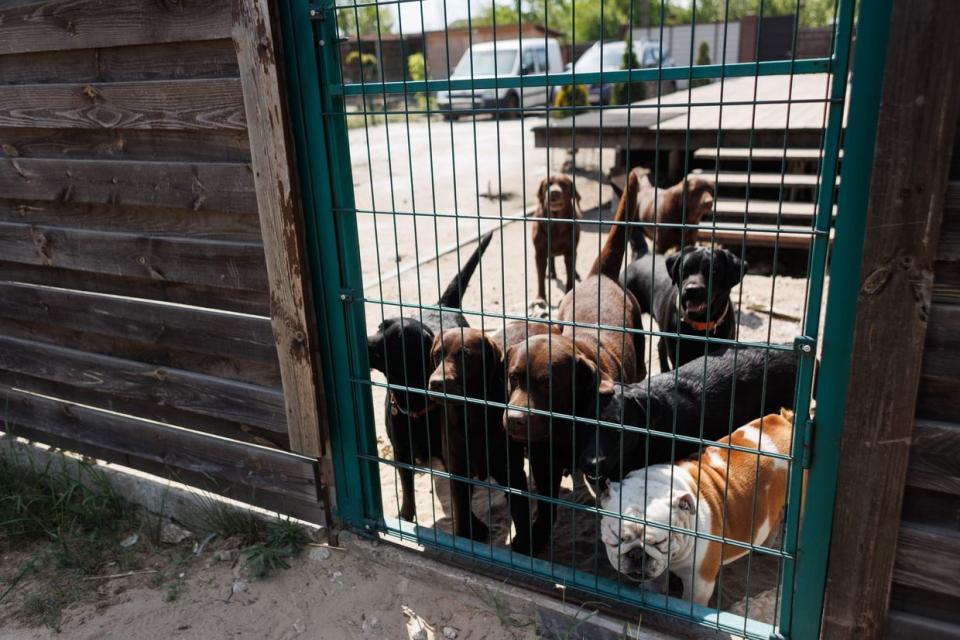 Dogs in the rescue shelter in Kharkiv, Ukraine on May 2, 2024. (Yakiv Liashenko / The Kyiv Independent)