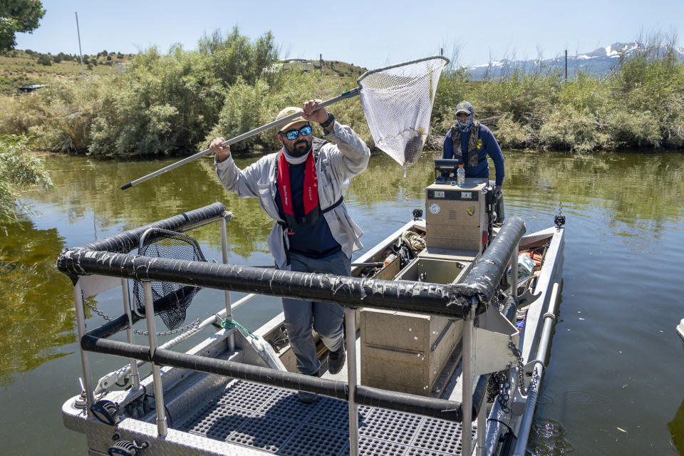 In this photo provided by the California Department of Fish and Wildlife, department environmental scientist Matt Lucero nets a Sacramento Perch at the Bridgeport Reservoir in Mono County, Calif., Wednesday, Aug. 9, 2023. Some of the fish are headed to Lindo Lake in San Diego County to support a newly created population of native species and to provide a future urban fishing opportunity. The electrofishing boat emits an electrical current into the water, temporarily stunning fish to the surface where they can be netted and collected. (Travis VanZant/California Department of Fish and Wildlife via AP)