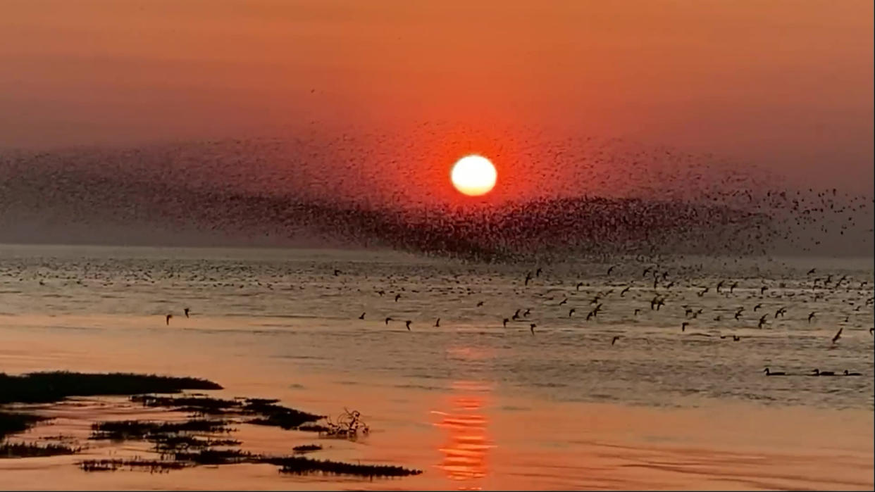 Video grab of the moment a stunning flocking of red knot birds were seen moving together across a setting sun in Snettisham, Norfolk.