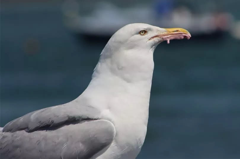 Ice cream snatched from a passerby drips from the beak of a herring gull