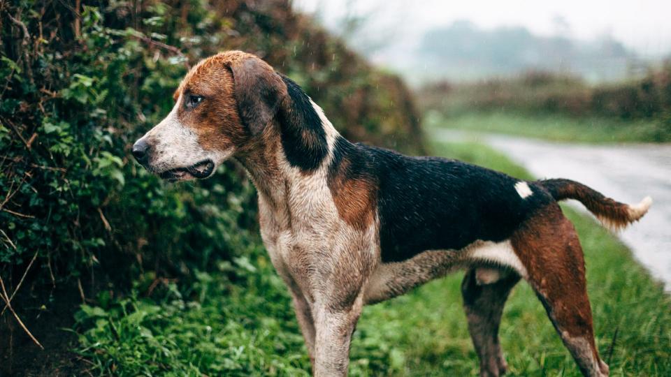 American foxhound looking through a bush