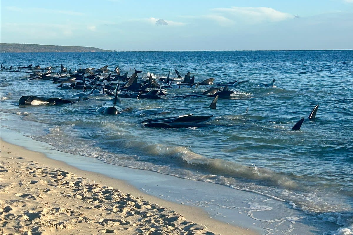 A pod of pilot whales stranded on a beach at Toby's Inlet in Western Australia (AP)