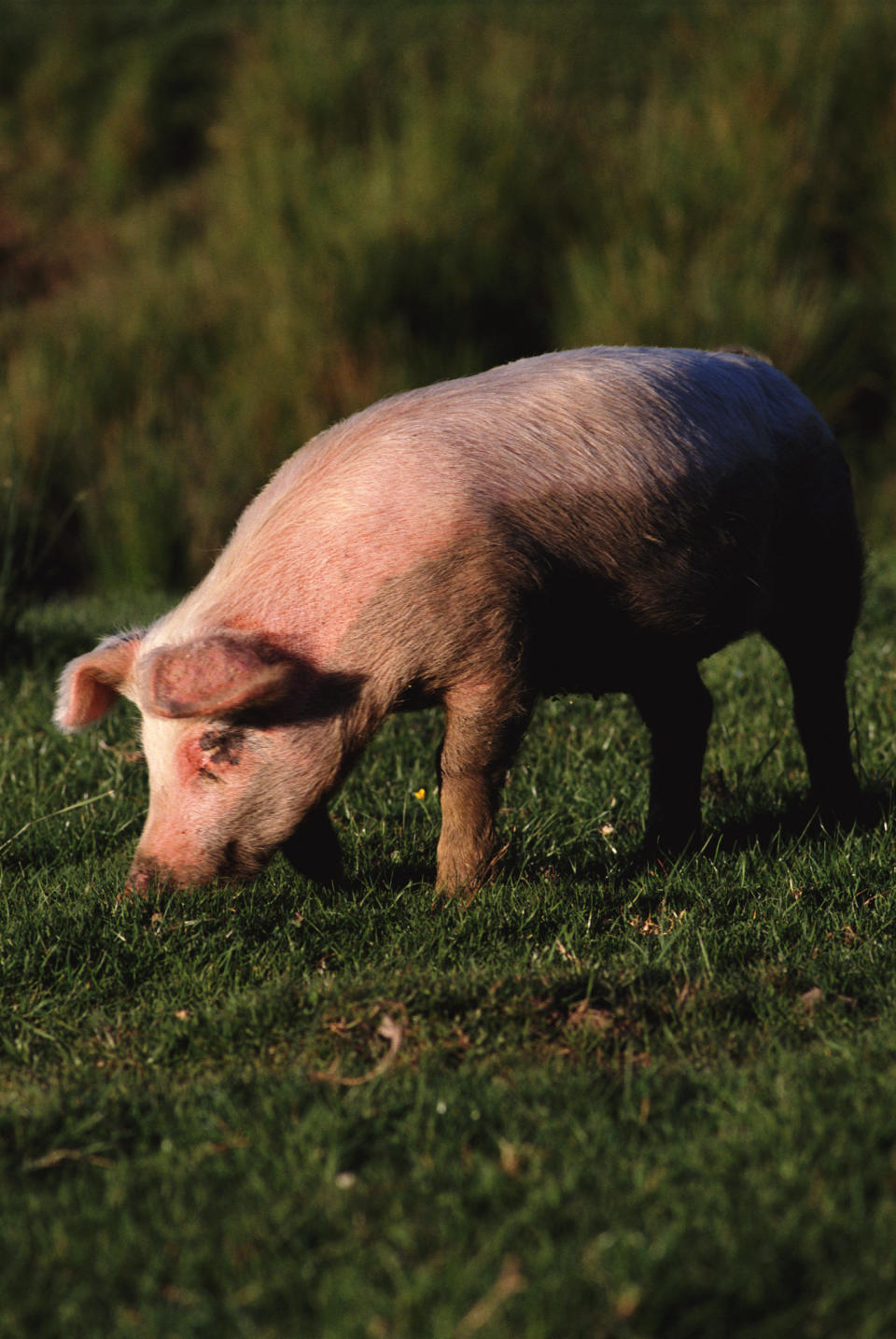 |color|vertical|exterior|center|animal|agriculture|pig|indulgence|grazing|green|white|pink|V19|Resource Book 1-2|19283.JPG|V_0019|