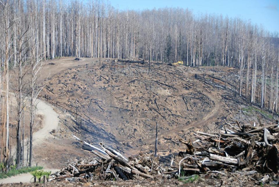 Timber production forests such as this, near Marysville in Victoria, are burning before they reach maturity. David Lindenmayer