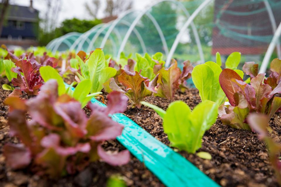 Lettuce grows in the GrassRoots Garden at St. Thomas Episcopal Church in Eugene Tuesday, May 2, 2023. The garden, a partnership between the church, Food for Lane County and the Oregon State University Extension Service, provides food for Food For Lane County’s community partners.