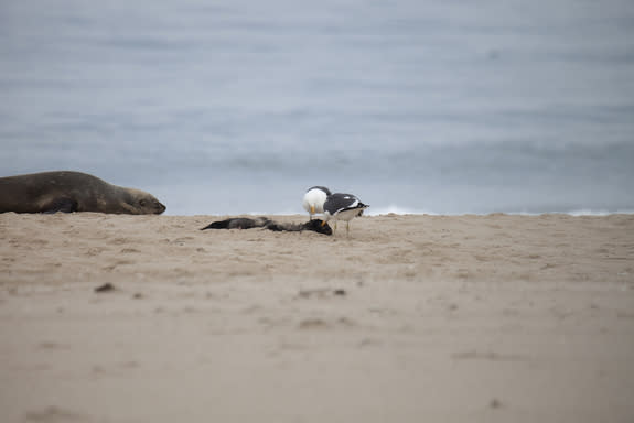 Gulls attack a seal pup's body after pecking out and eating the animal's eyeballs.