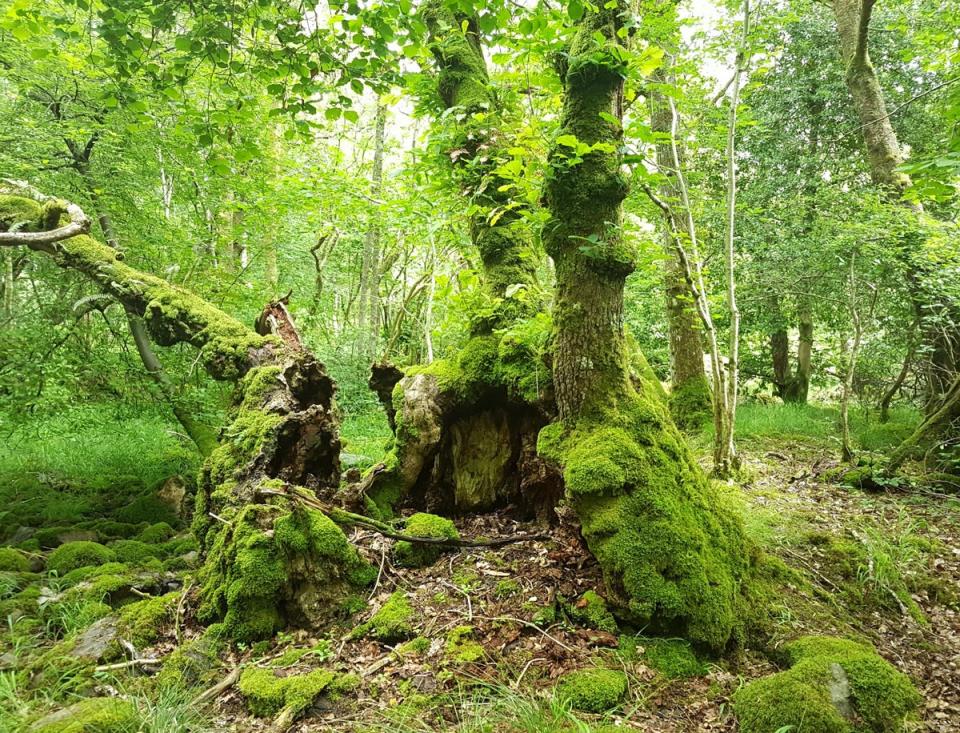 Burnbanks Oak Cumbria (Gemma Smith, Woodland Trust/PA)