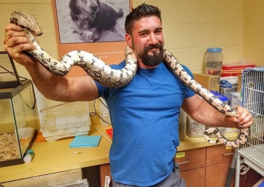 Monmouth County SPCA animal control supervisor Scott Crawford holds a boa constrictor the agency toom in.