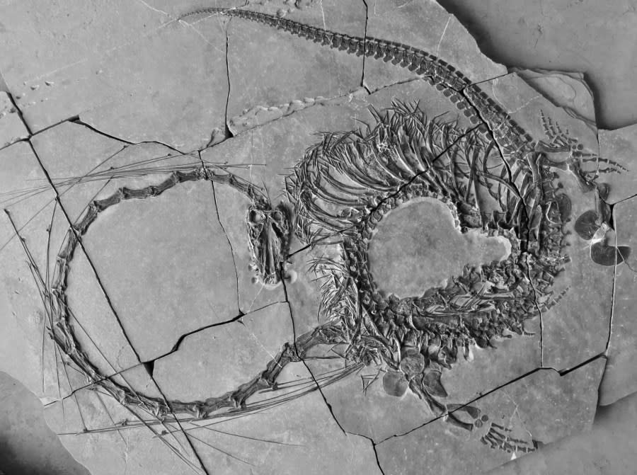240-million-year-old 'Chinese Dragon' fossil revealed by scientists