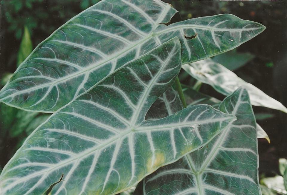 A beautifully marked aroid from Borneo, this alocasia longiloba grows 2½ feet tall in filtered light in rich, coarse soil. Cover plants on frosty nights. Propagate by division during the warm season.