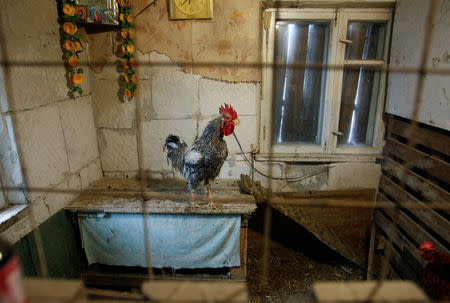A rooster stands inside a house owned by a local resident in the Oktyabrsky district in Donetsk, Ukraine, November 1, 2017. REUTERS/Alexander Ermochenko