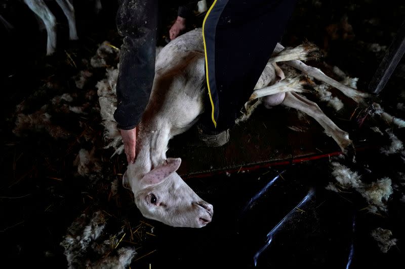 Foto de un esquilador uruguayo esquilando una oveja en Villafale, España, en medio de la pandemia de coronavirus