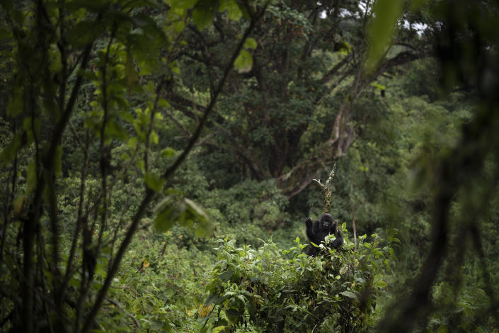 An infant female gorilla called Macibiri grabs plants from the top of a tree in Volcanoes National Park, Rwanda. (Photo: Felipe Dana/AP)