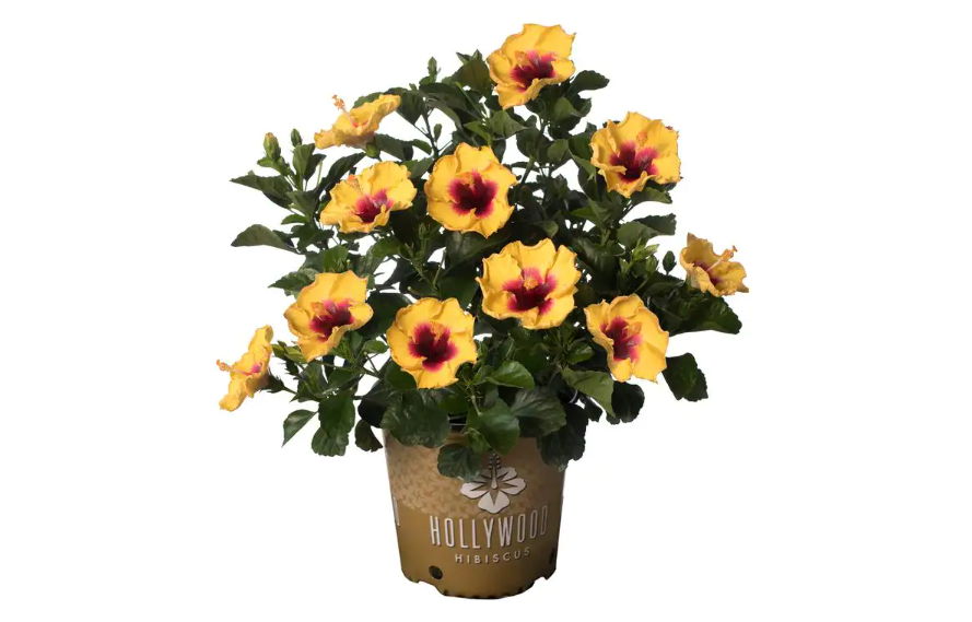 These tropical hibiscus flowers have captivating blooms. (Photo: The Home Depot)