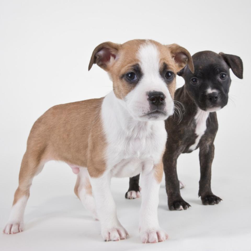 American Bulldog puppies.