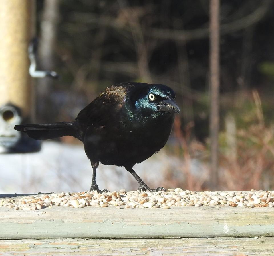 A close up of a grackle front facing