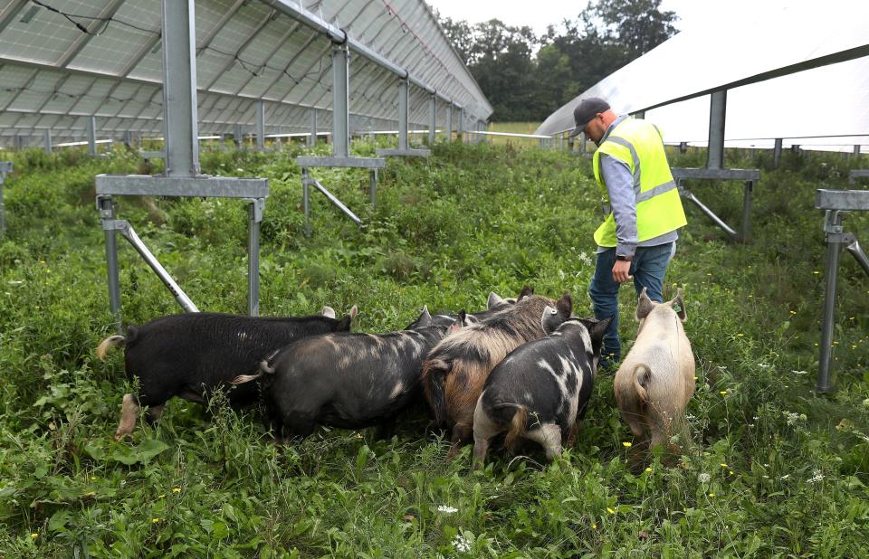 Farmer Caleb Scott is greeted by Kunekune pigs at a solar field in Lansing, New York.