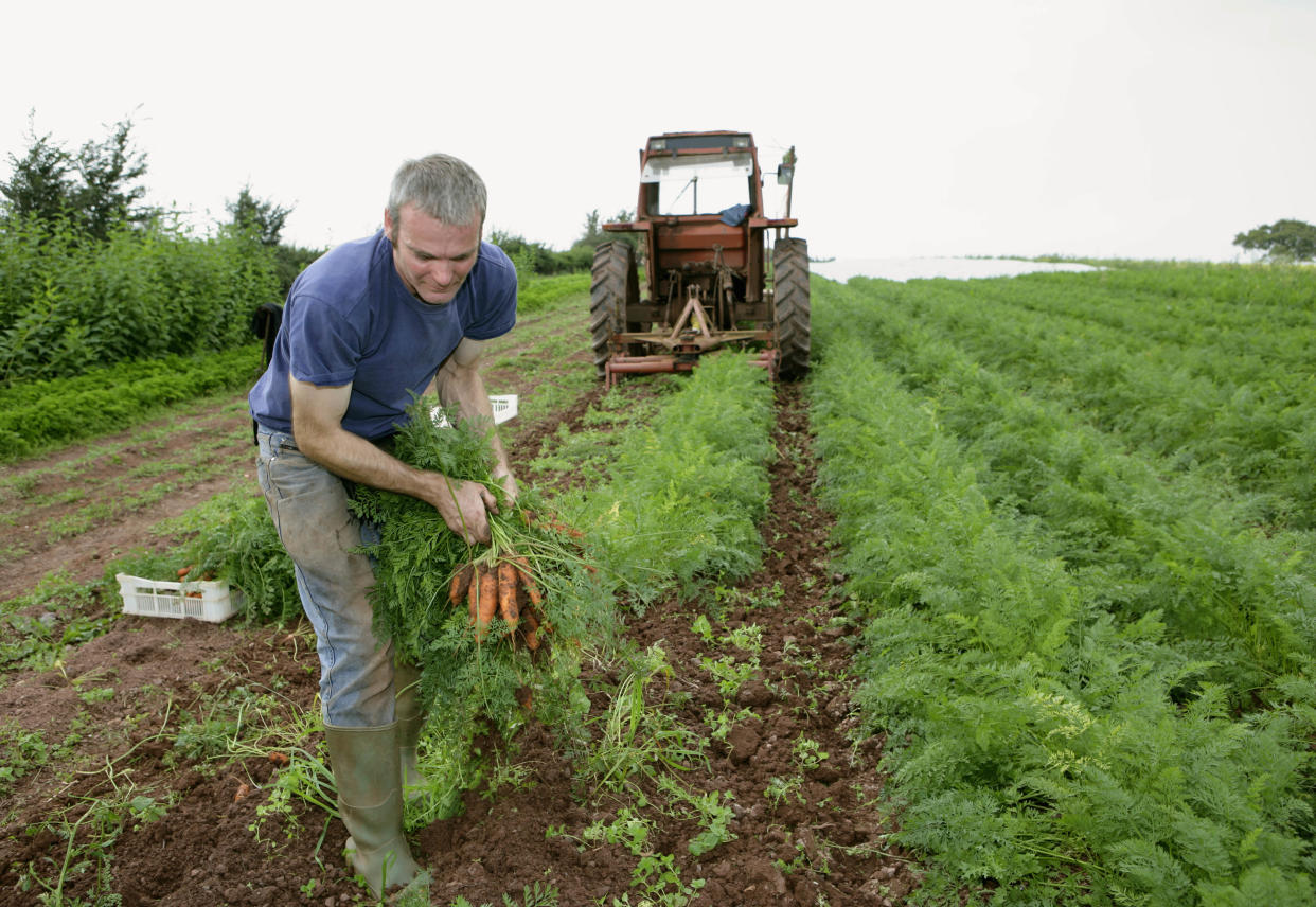 farm worker harvesting carrots