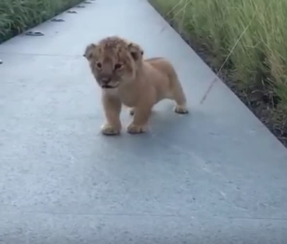 Lion cub attempting to roar is totally heartmelting