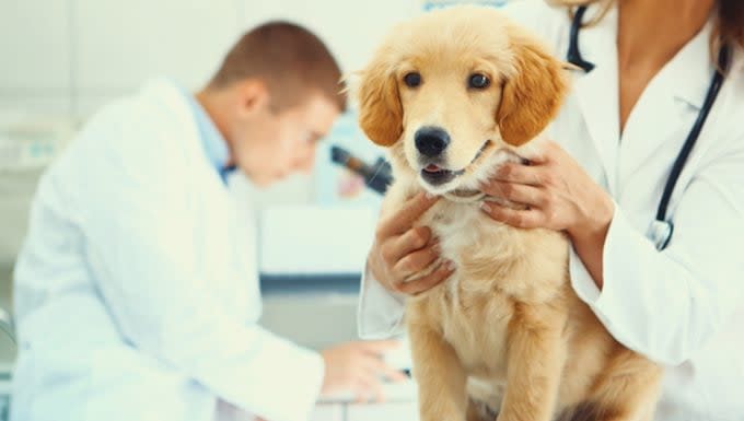 Lymphadenitis in Dogs: Symptoms, Causes, & Treatments