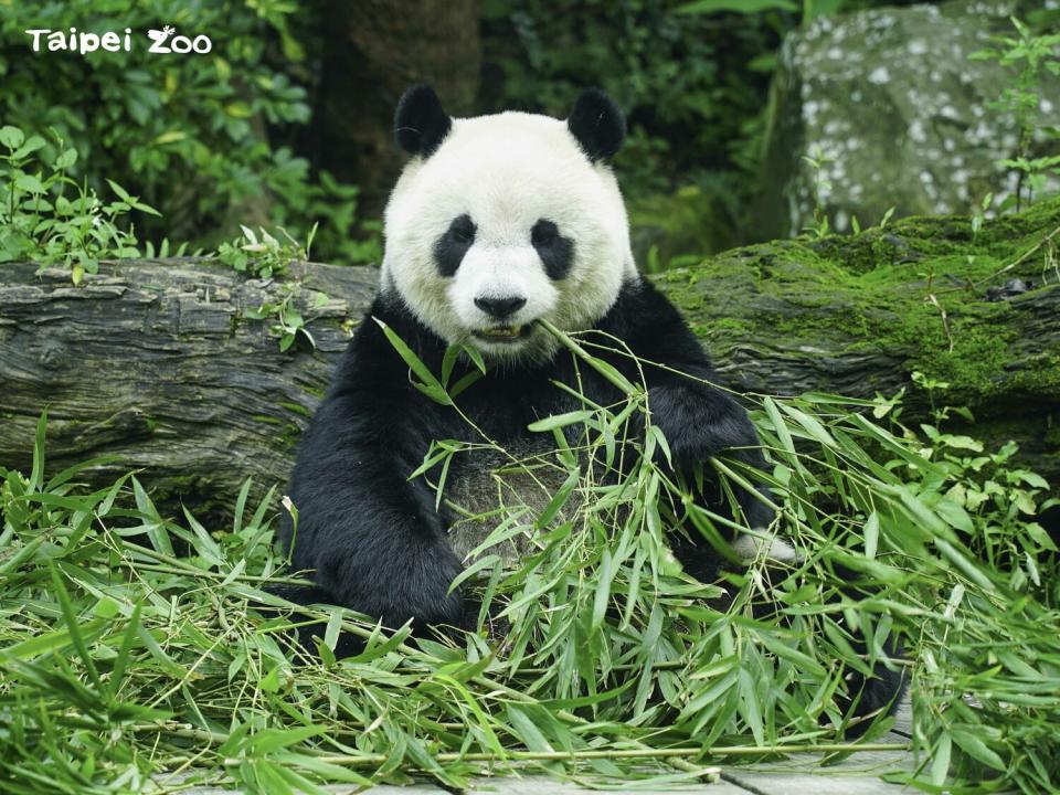 「圓仔」看起來圓滾滾的。   圖：台北市立動物園／提供