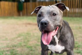 Close up of American Staffordshir Terrier Mix