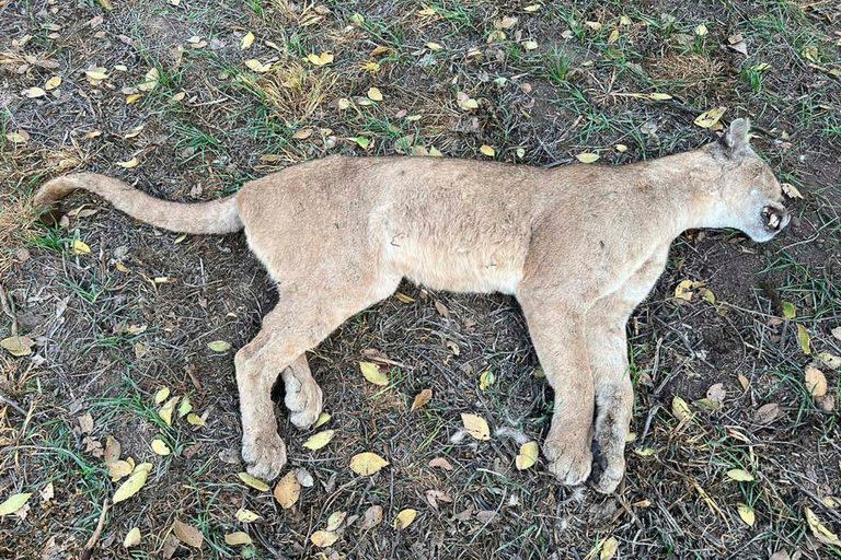 El puma fue encontrado muerto en un campo en San Miguel del Monte