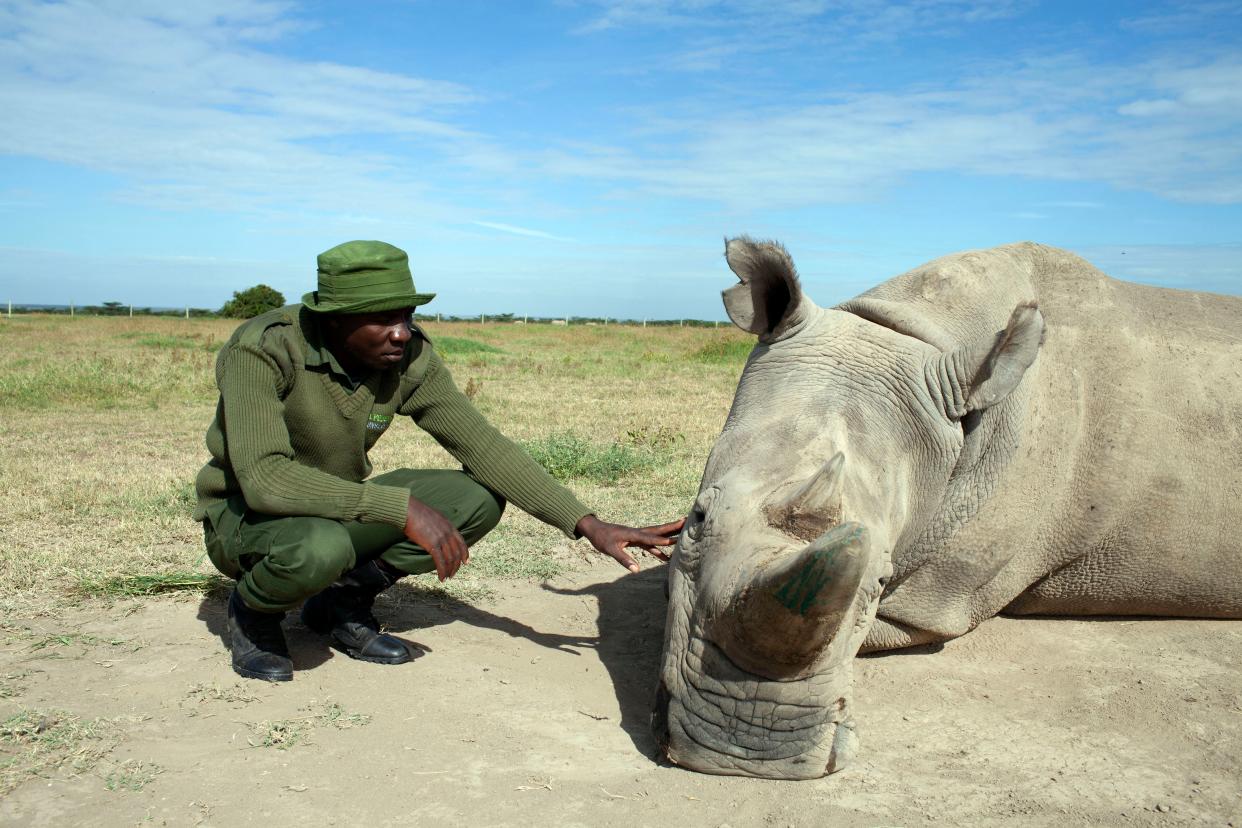 The northern white rhino is one of the species on the brink of extinction (BBC / Charlotte Lathane)