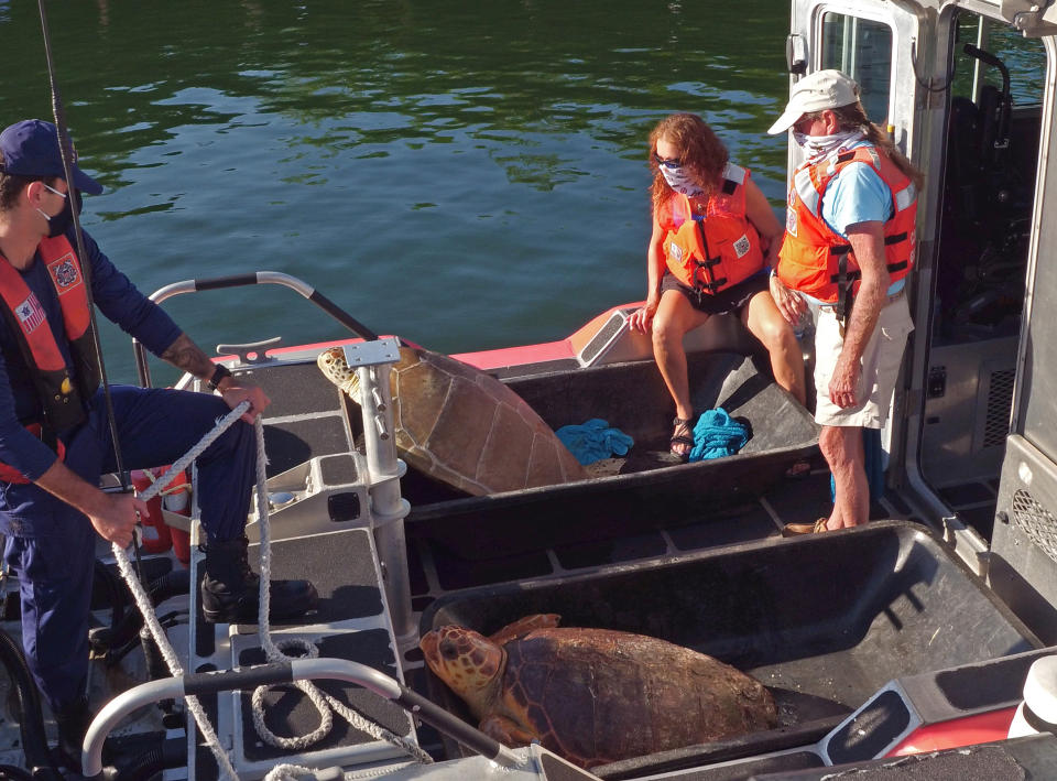 In this photo provided by the Florida Keys News Bureau, Turtle Hospital staff members including Bette Zirkelbach, middle, and Richie Moretti, right, watch over "Emma," a loggerhead sea turtle, front, and "Bubbles," a green sea turtle, back, before they left the dock on a U.S. Coast Guard boat to release the reptiles Thursday, Aug. 6, 2020, off Islamorada, Fla. Both turtles were rescued by the Coast Guard in June, suffering from various ailments, and recovered at the Florida Keys-based Turtle Hospital. (Bob Care/Florida Keys News Bureau via AP)