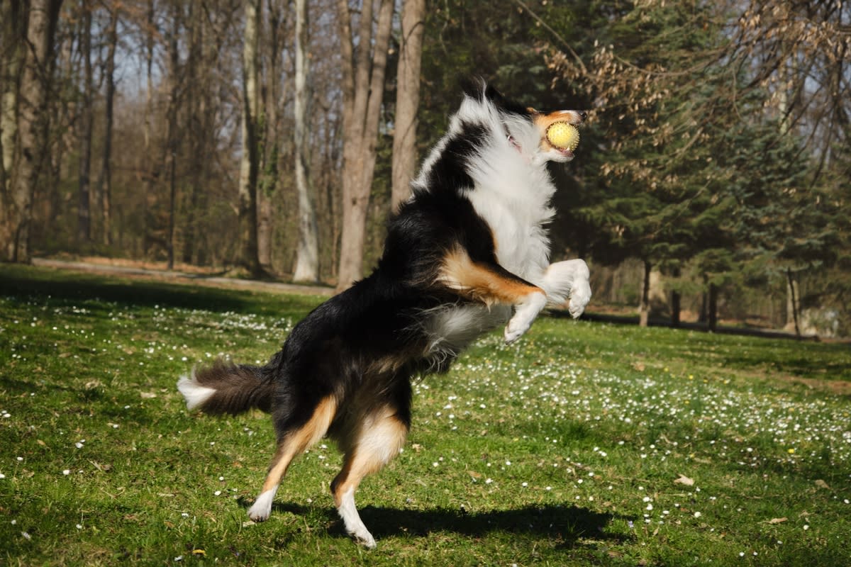 A Rough Collie playing catch<p>lightman_pic via Shutterstock</p>