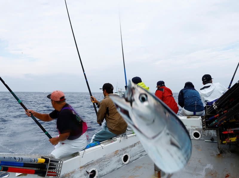 The Wider Image: Fatty 'katsuo' fish may foreshadow climate change, threat to Japan's sushi