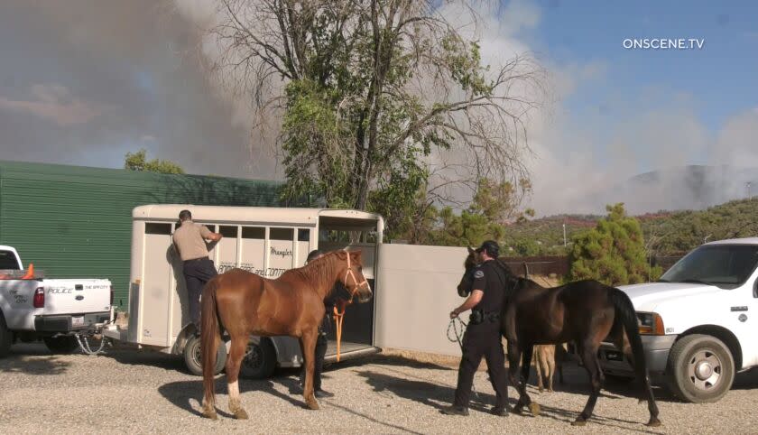 ANIMALS BEING RESCUED FROM AN ANIMAL RESCUE ABOUT 1/2 MILE FROM THE FIRE (DESERT HOT SPRINGS POLICE RESCUED) ON THE RESCUE THERE ARE 9 HORSES 2 PIGS, 6 DOGS. A brush fire that erupted Thursday on the edge of the Cahuilla Indian Reservation south of Aguanga consumed roughly 225 have burned as of 7pm with spot fires breaking out ahead of the main blaze, keeping crews busy.