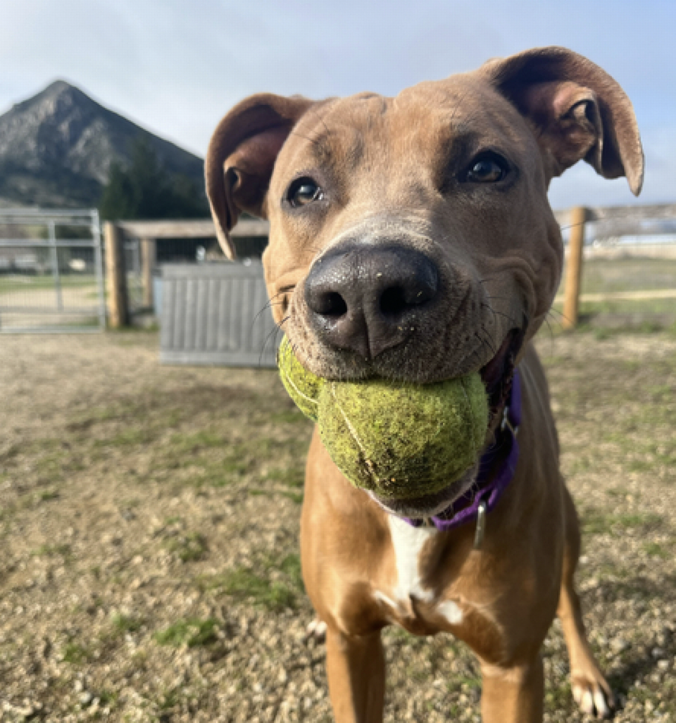 Gracie (A303276) is one of several dogs available for adoption at the San Luis Obispo County Animal Shelter. Bella Slosberg