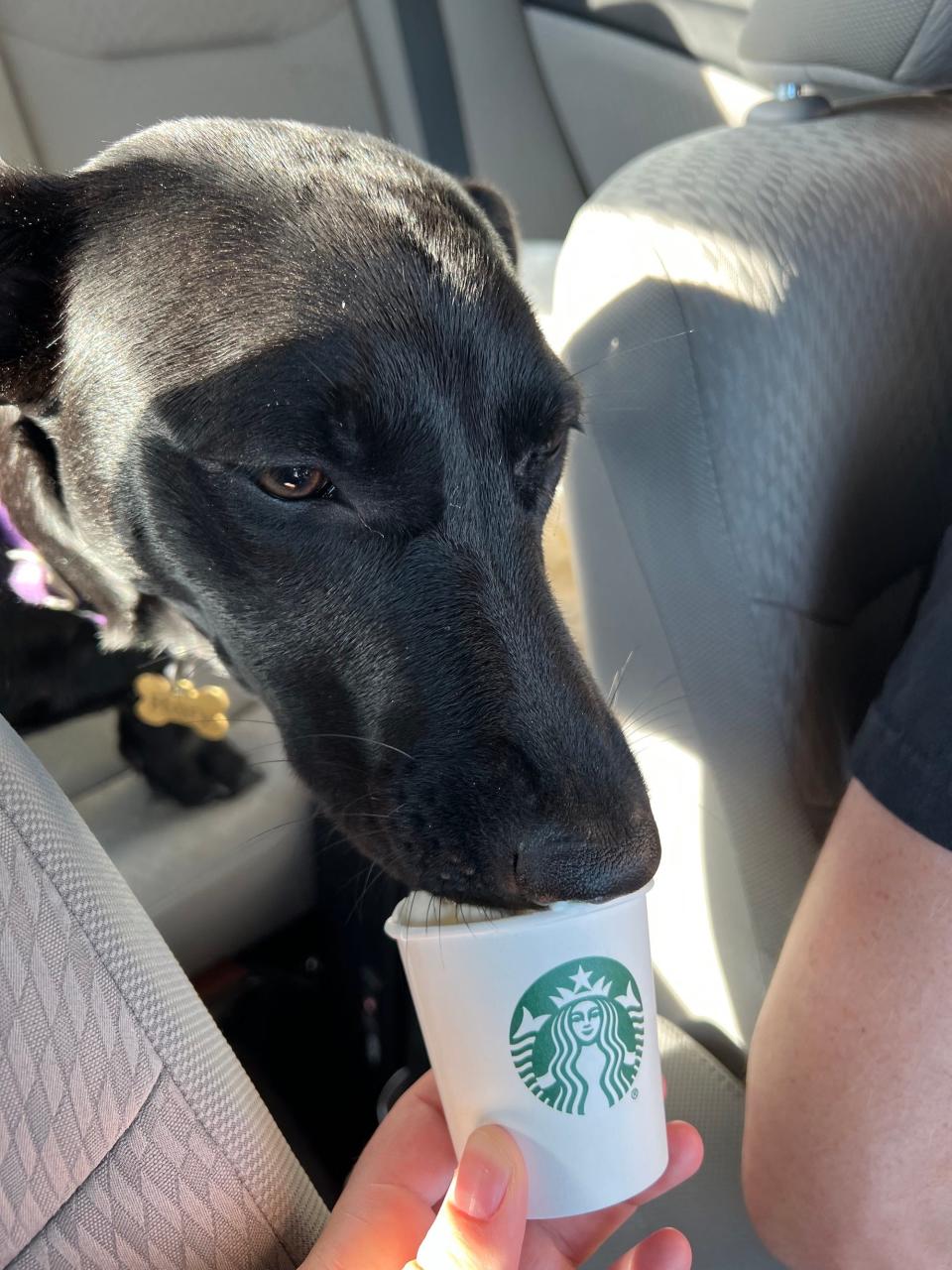 A dog eats a pup cup in a car.