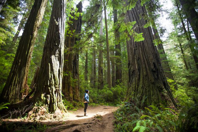 Christopher Kimmel / Getty Images A hiker standing among redwood trees