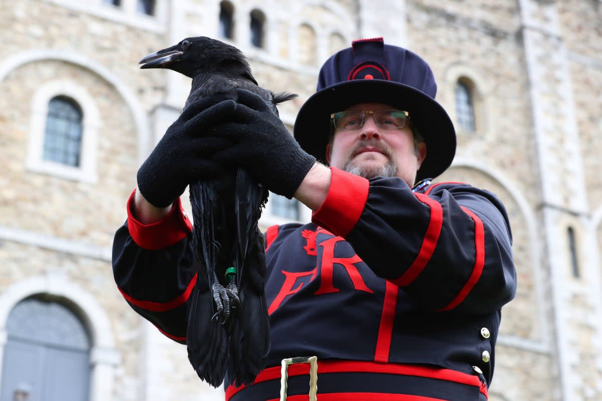 Raven master Chris Skaife with Branwen (PA Wire)