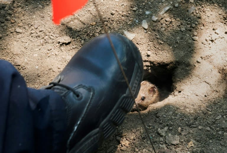 A rat tries to escape as Health Department workers place dry ice into rat burrows in New York's Sara D. Roosevelt Park on June 7, 2018