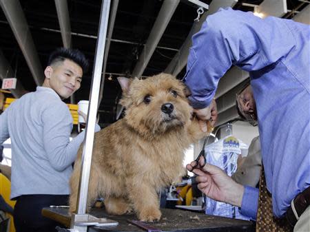 Appollo, a Norwich Terrier, reacts as he gets a final trim form Gary Trexler, of Sacramento, California, prior to competing during the 138th Westminster Kennel Club Dog Show in New York, February 11, 2014. REUTERS/Ray Stubblebine