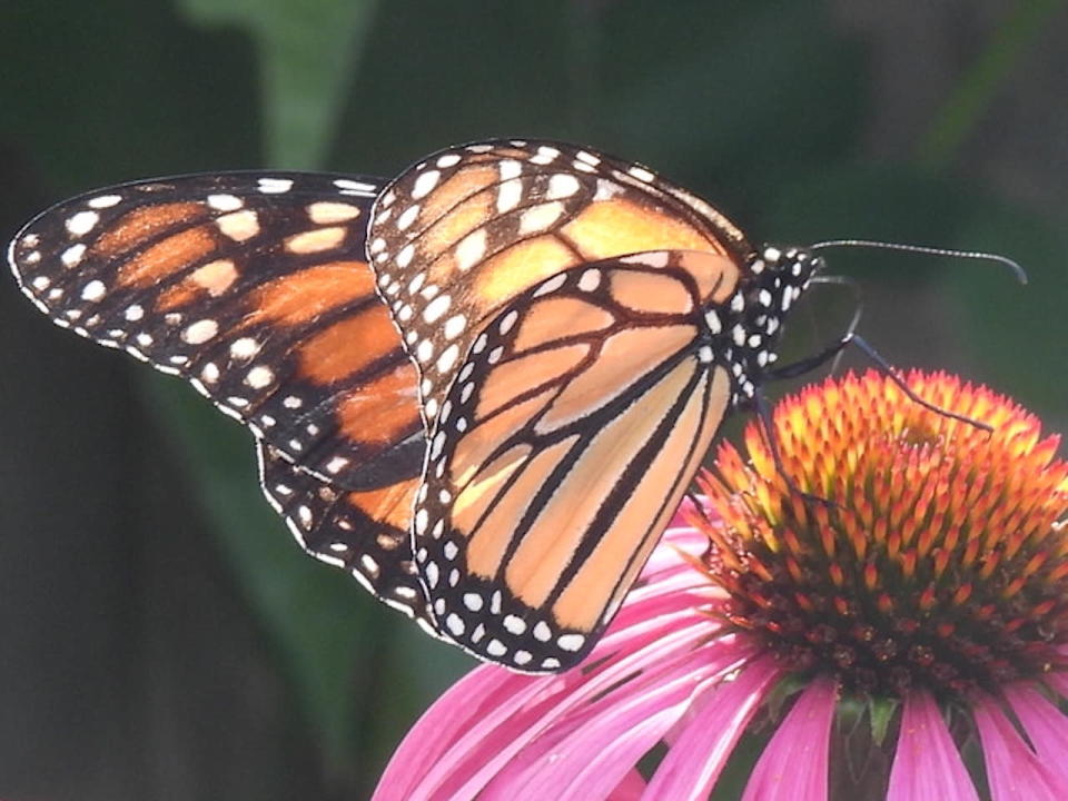 Monarch butterfly/Submitted