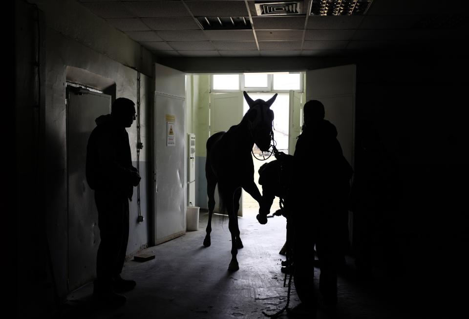 Un caballo de carreras en el hospital