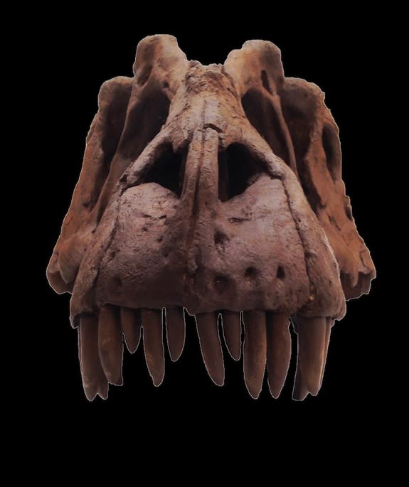 The skull of a newly discovered species of tyrannosaur, <i>Lythronax argestes</i>.