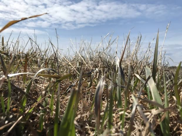 Several municipalities across Alberta have declared states of agricultural emergency due to hot and dry conditions. (Alex Brockman/CBC - image credit)