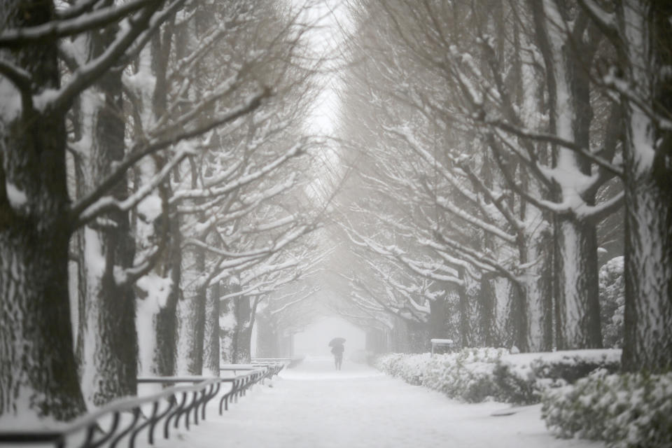 A man walks on snow-covered tree-lined road in Yokohama, Japan, Saturday, Feb. 8, 2014. The Japan Meteorological Agency issued the first heavy snowfall warning for central Tokyo in 13 years. Some 20-centimeter (7.9-inch) of snowfall is expected by Sunday morning in the metropolitan areas. (AP Photo/Eugene Hoshiko)