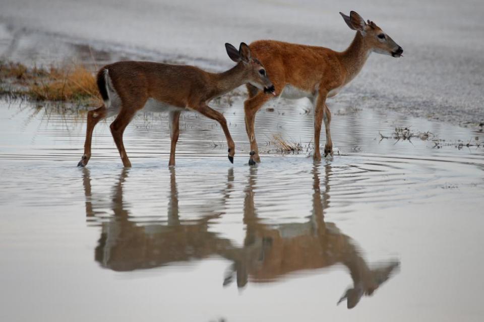 <span>Photograph: Carlo Allegri/Reuters</span>