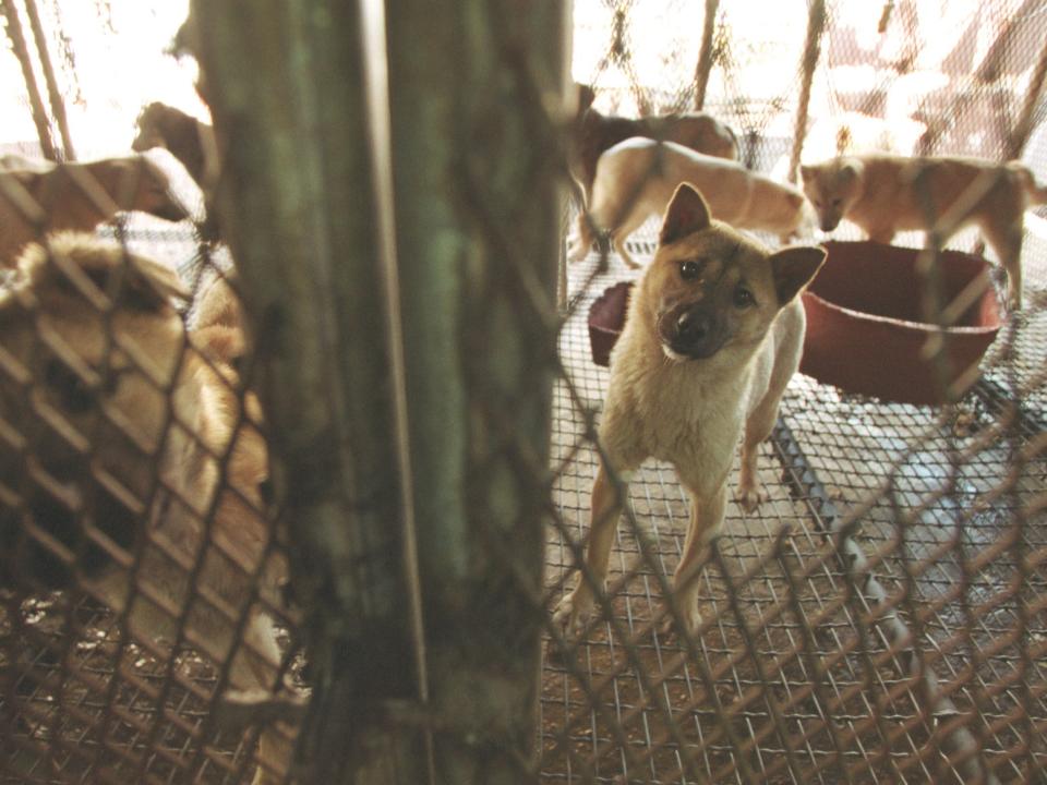 Dogs wait in cages at a dog slaughterhouse in South Korea.