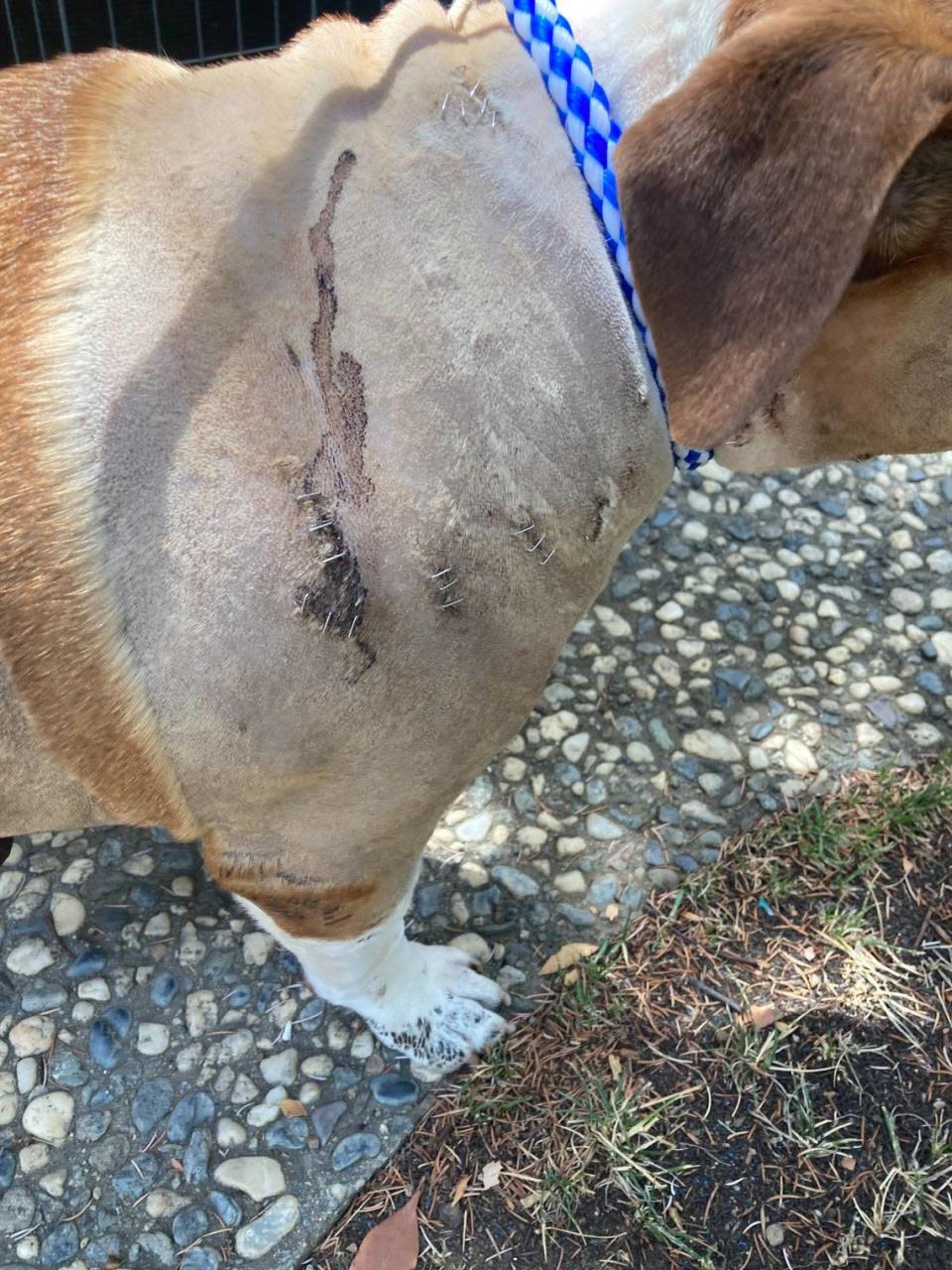 Roxy, a brown-and-white colored pit bull mix from Fresno, was stabbed 17 times all over her body during an attack on July 23 in Fresno. She managed to survive and two weeks later, gave birth to a litter of puppies.